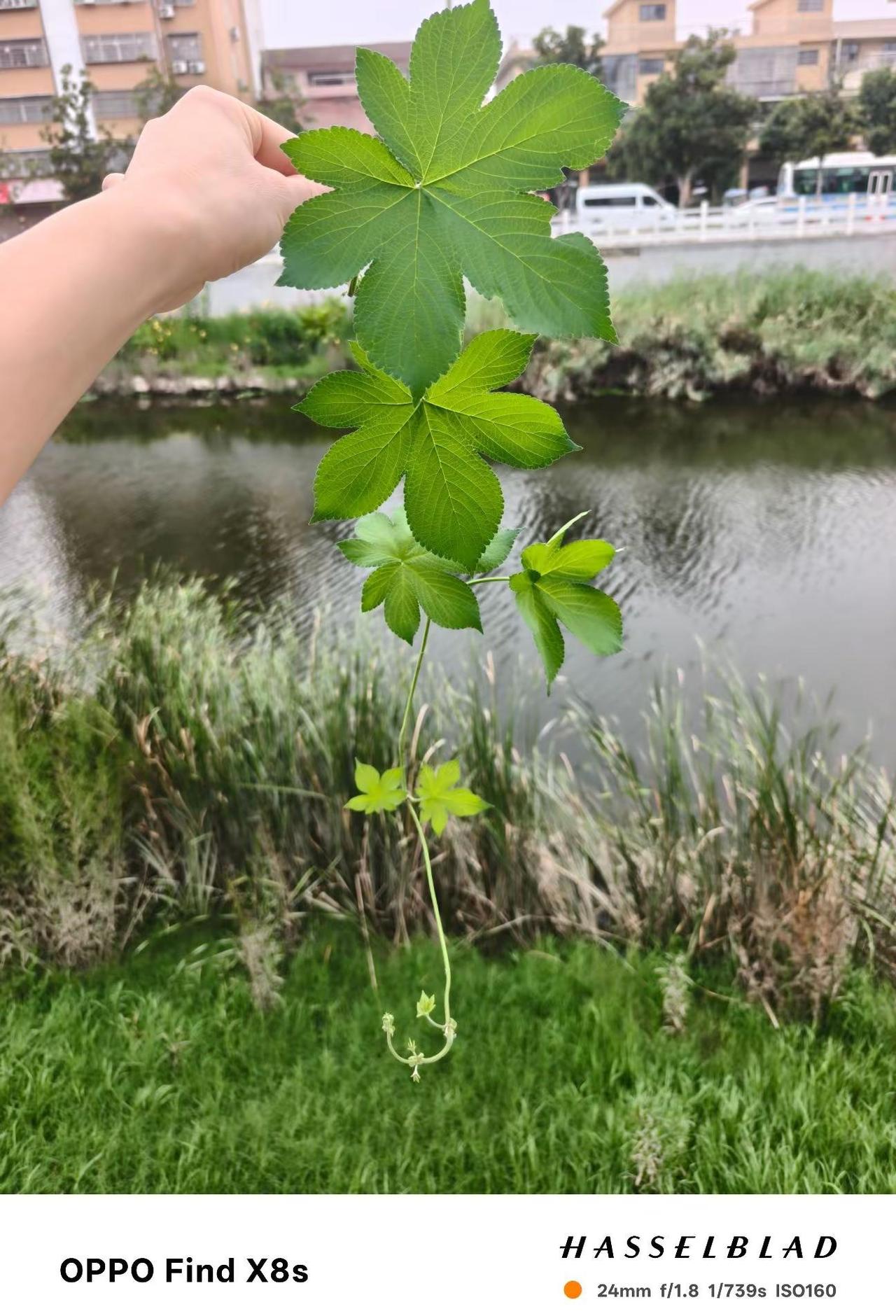 非得是玫瑰吗?拉拉秧不行吗，拉拉秧花语: 我不疼你谁疼你......看花回礼看花