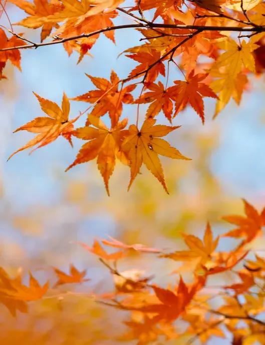 方圆天地，为头条联友对联∴
一地落叶恨秋雨，
满天飞红随北风。