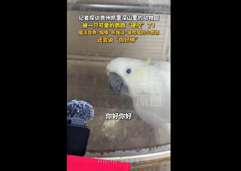 一只鹦鹉被采访时对答如流，视频火了！网友：一个敢问一个敢答