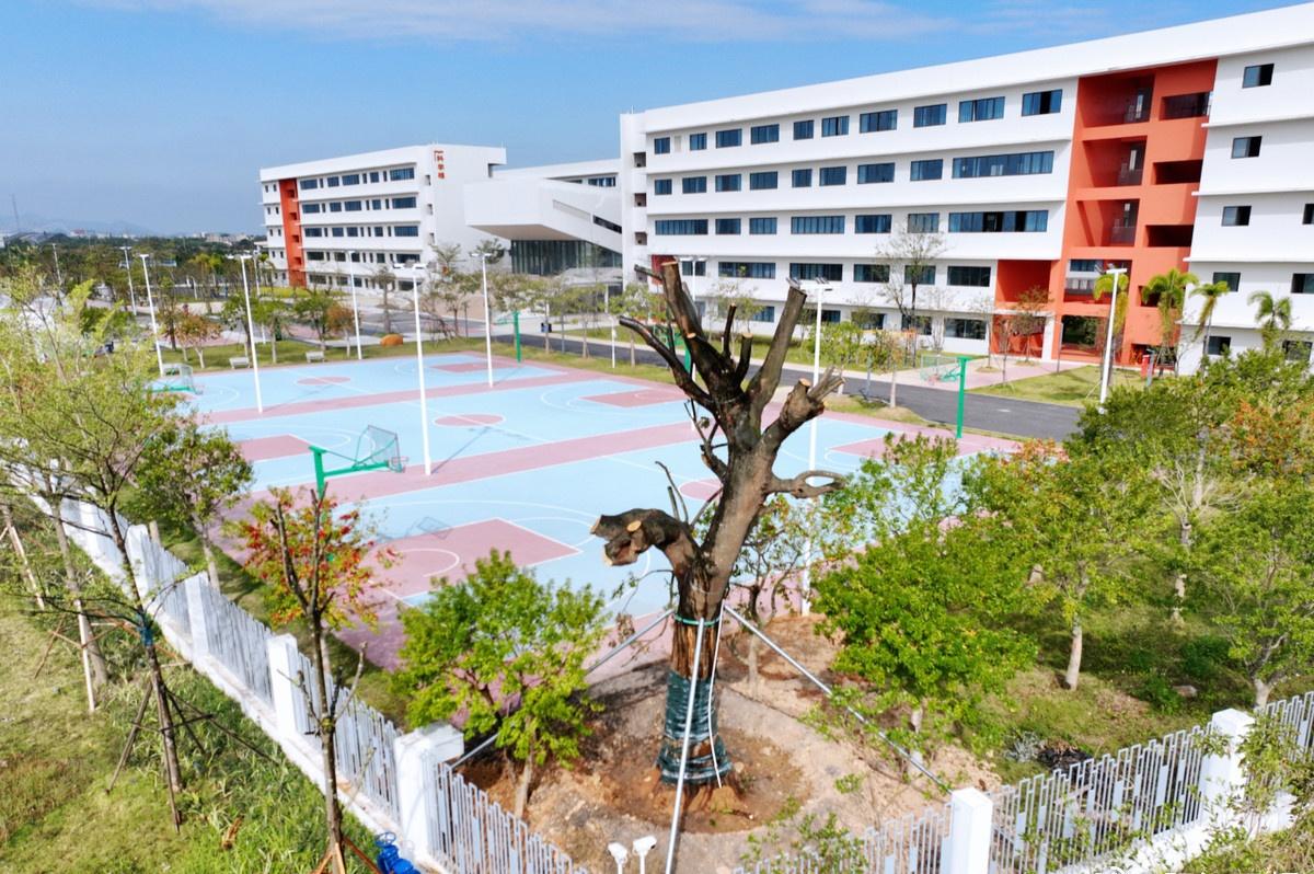 【阳江一中校友向母校捐赠200余棵树木】11月6日，记者走进阳江一中校园，看到受