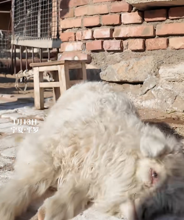 宁夏装死小羊身价飙升至30万元专家回应装死小羊为什么会装死专家称装死小羊可以人工
