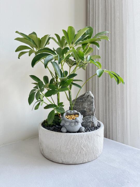 🇲🇾 鸭脚木盆景｜张嘴招财，财源滚滚来！