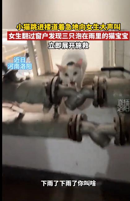 7月13日河南洛阳，一女子经过一楼道时，一只流浪猫无路可逃，突然从楼道窗户跳进来