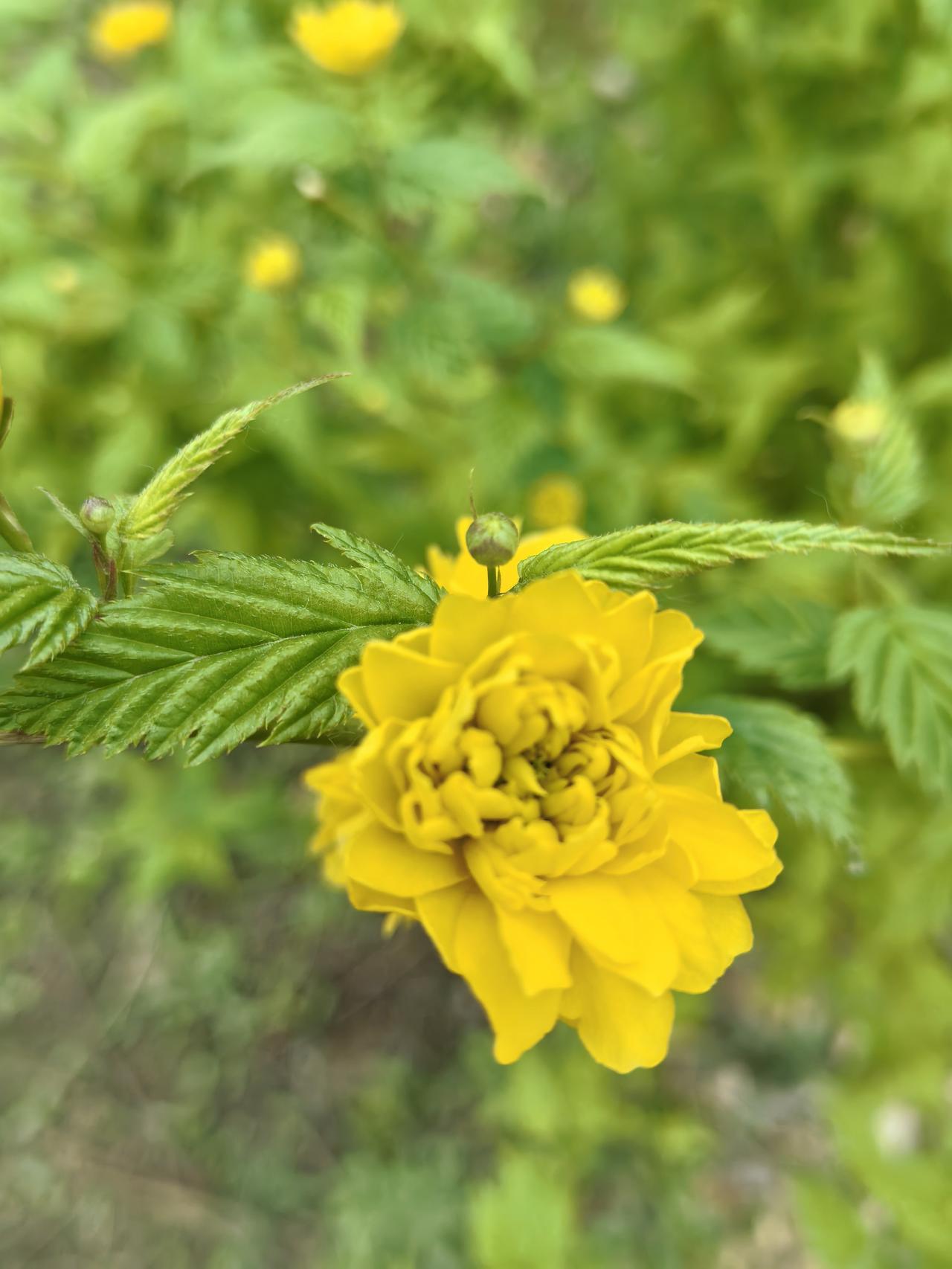 悦景公园的棣棠花开了
棣棠花，又叫黄榆梅，有单瓣和重瓣之分，单瓣花萼筒扁平，裂成