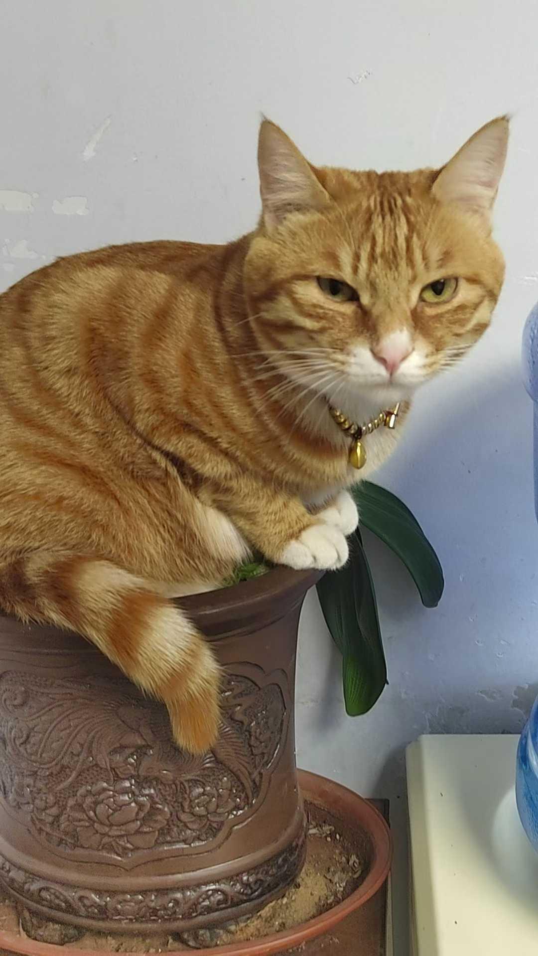 花盆里长小猫了