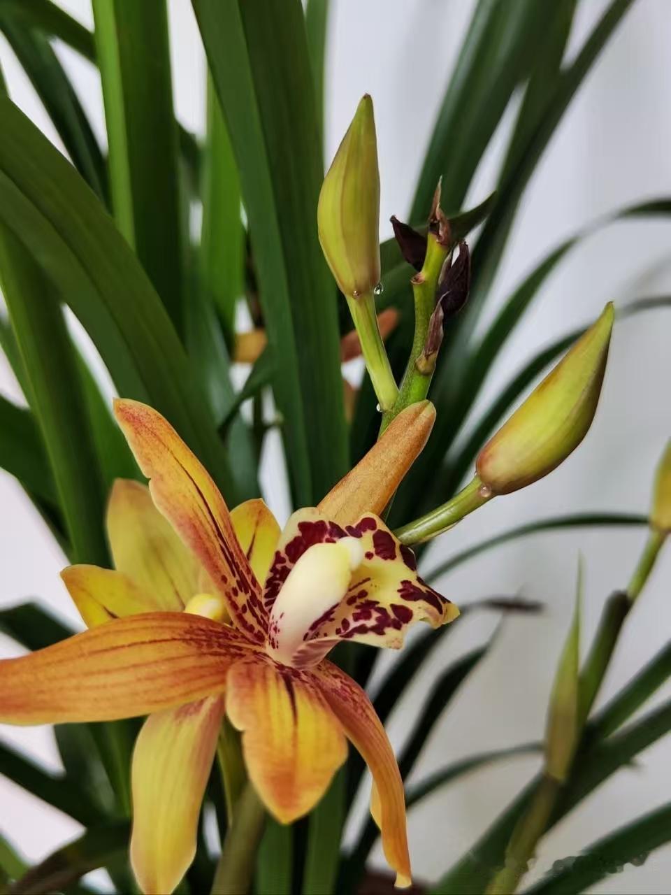 清江引·赏兰花
兰花自植庭中待，
十月香姿迈。
闲坐嗅芳来，
铺砚情思在。
推窗