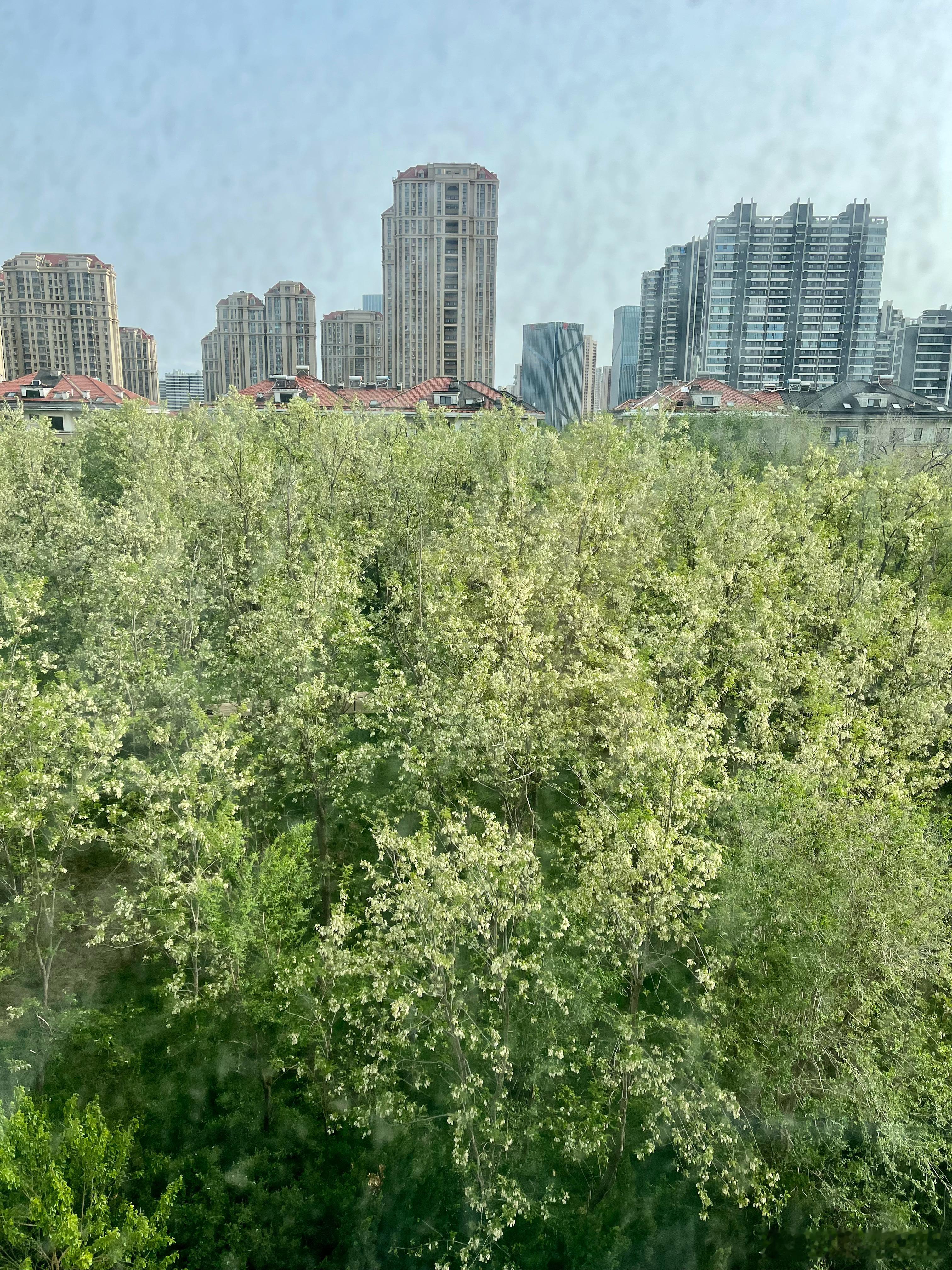 闻到香味了吗？楼下这个槐花绝了，一打开窗户就一股香甜就开始往鼻子里钻，往嘴巴里钻