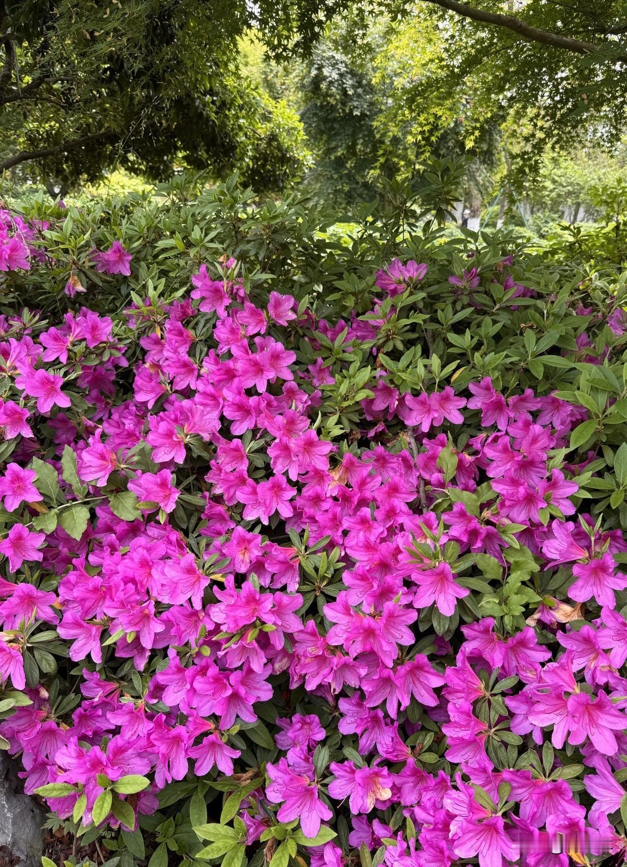 这里超大！水上森林、花海、大草坪啥都有，关键大部分还是免费。可以去水上森林吸氧，