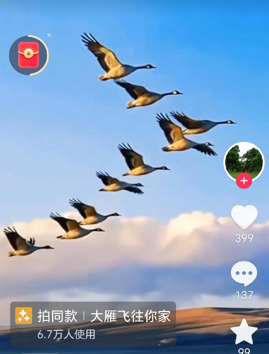 女子校园上空拍下云端奇遇：
古老雁阵“误入”现代ETC！
大雁竟也有与时俱进的本