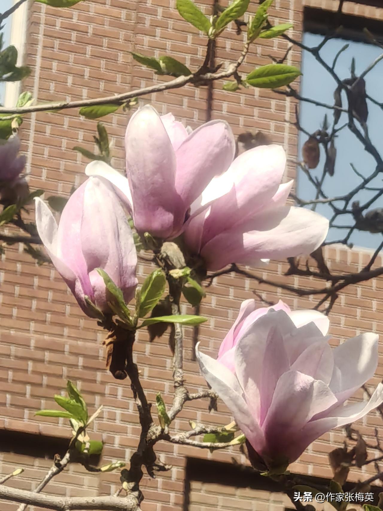 省作协有个空间叫"玉兰花开"。许多作家在那里谈过文学，论过创作。思想的锋芒在空气