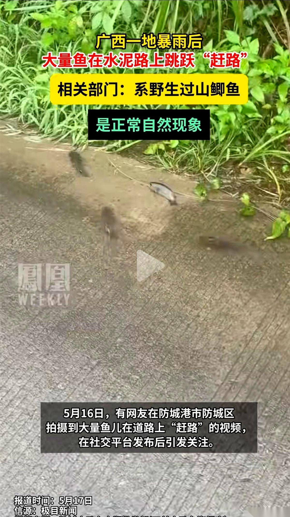 广西那群在马路上集体“行军”的鱼，故事的结局跟所有人想的都不一样。
地震前一天，