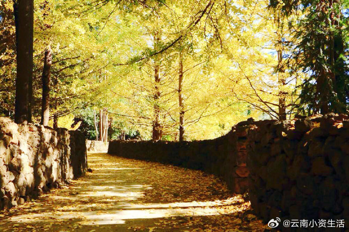 云南腾冲银杏村   via: 旅行说吧云南旅行 ​​​