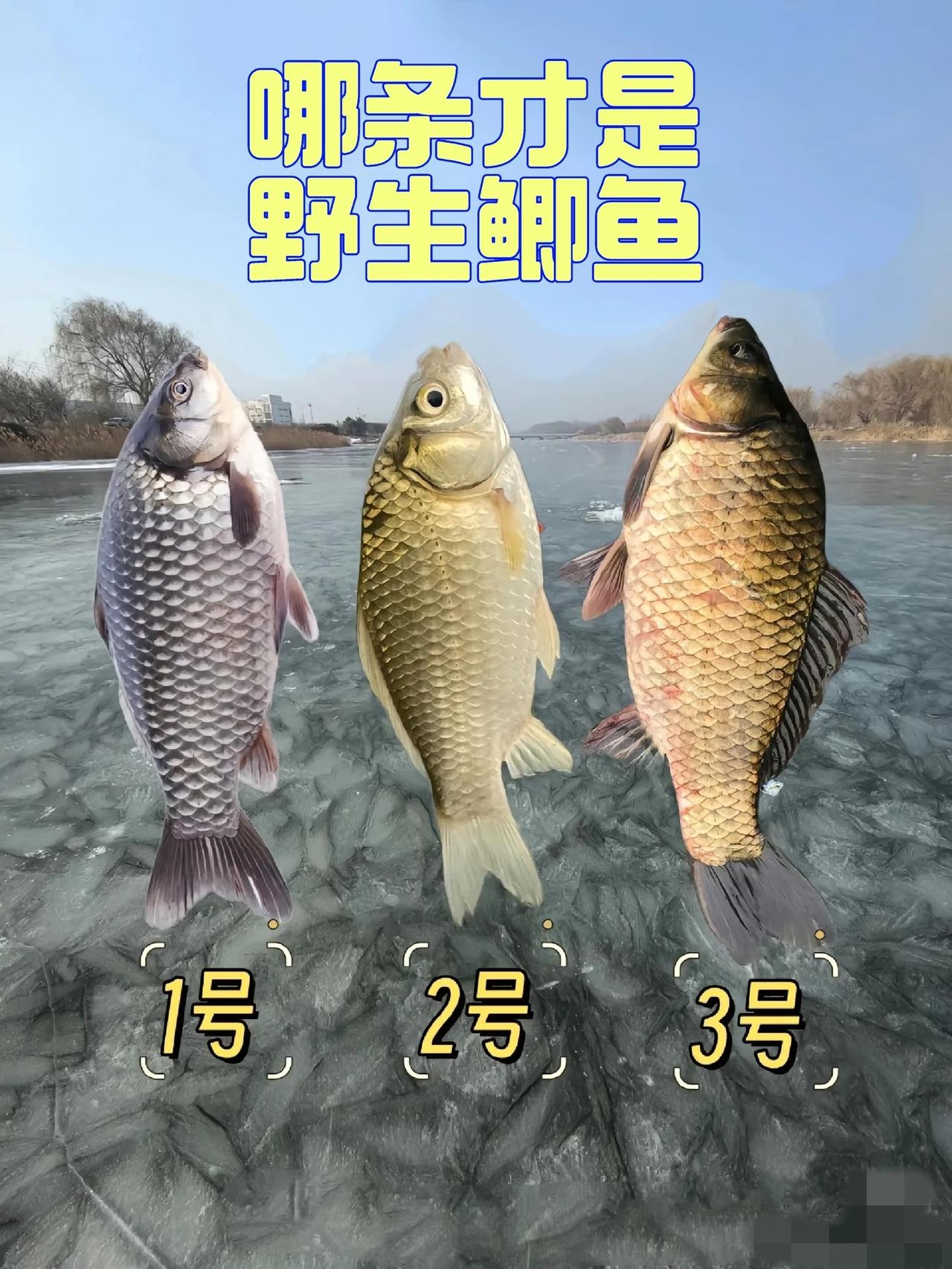 问十个人，九个人错，我敢说，只有经常钓鱼的高手才能认得出来，猜猜看！哪条才是真正