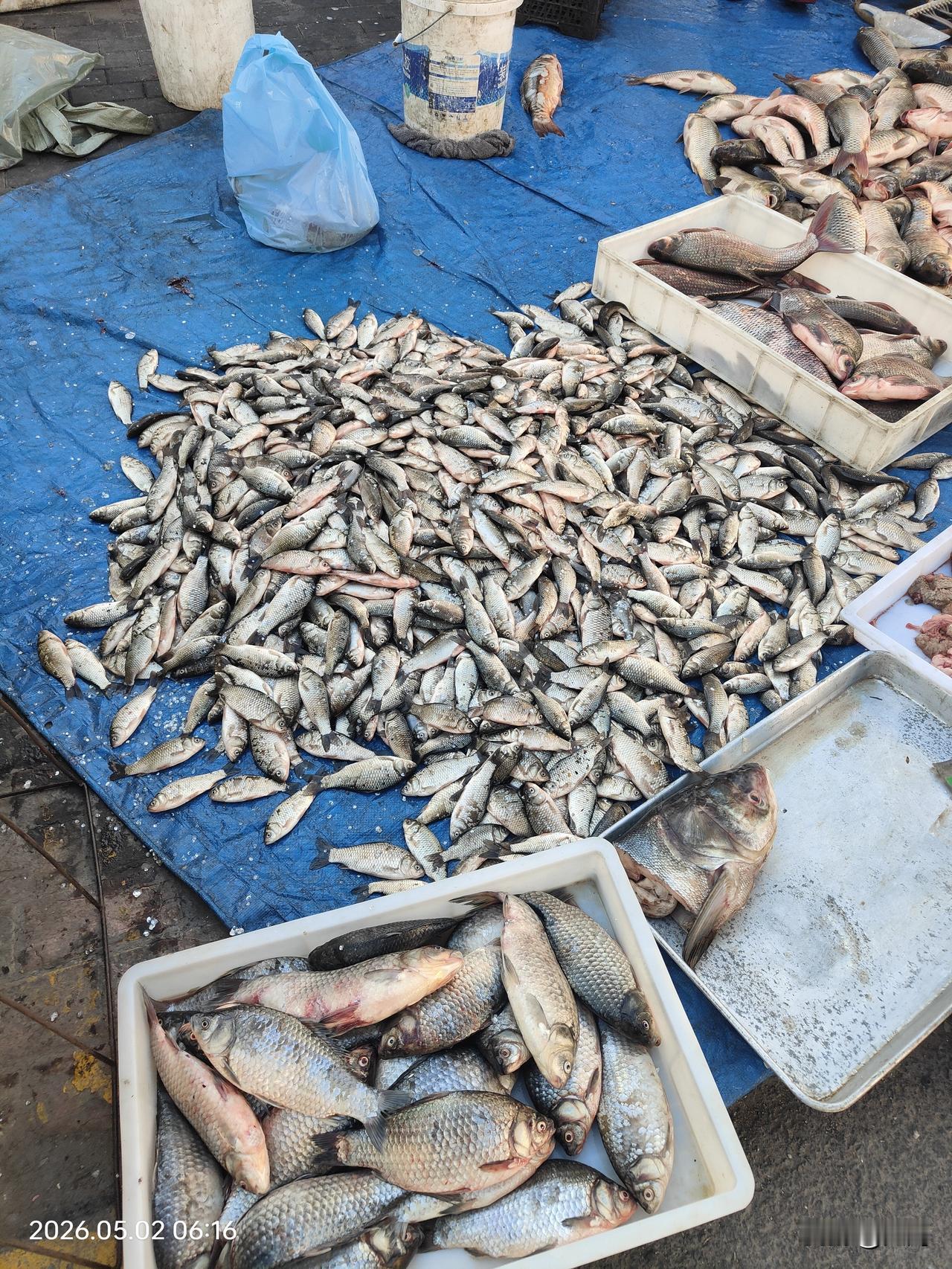 福乐湾早市的鲫呱子5元两件，哈尔滨的物价怎么样？