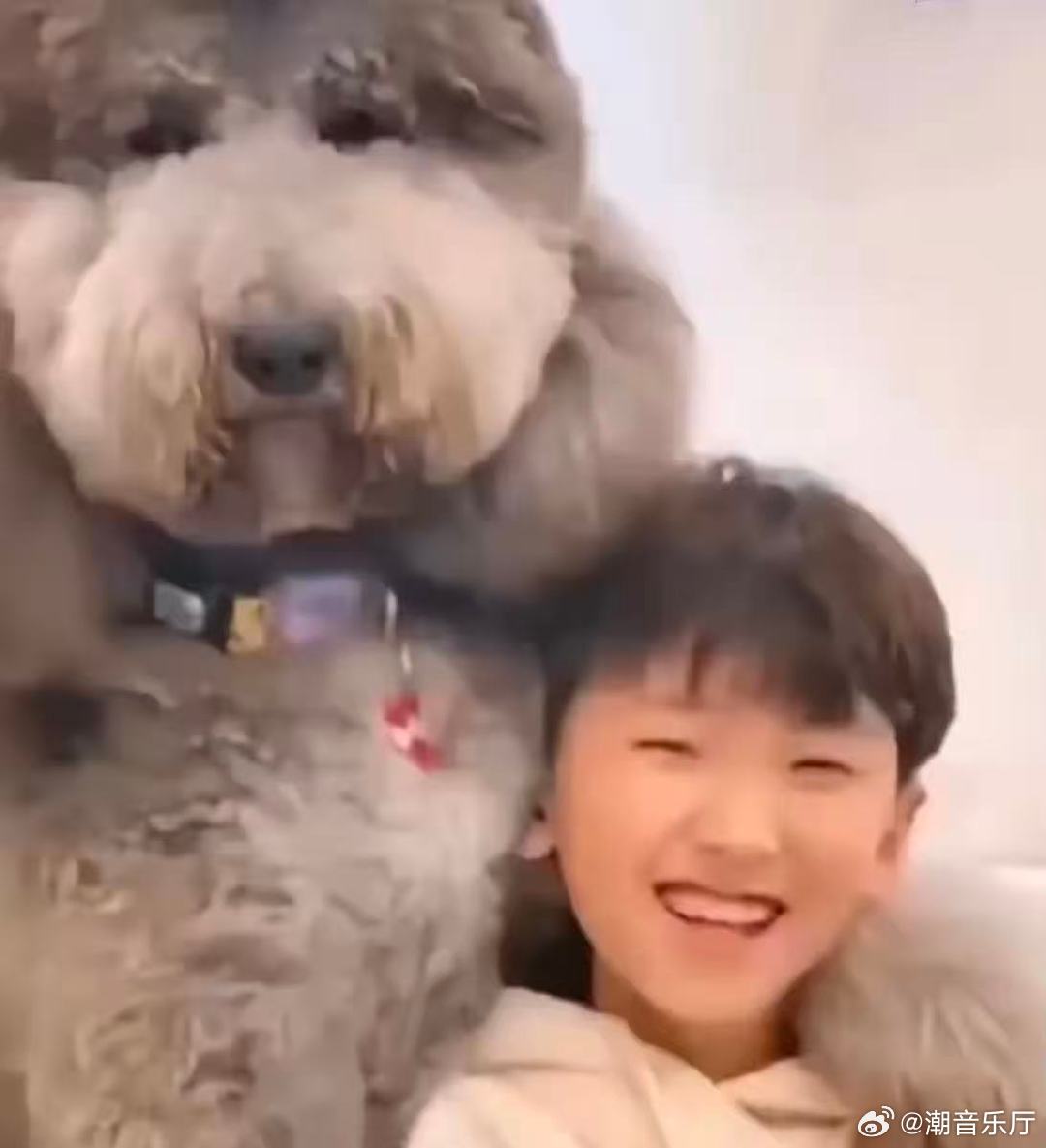 最丑的动物都在时代峰峻了家人们！四代宠物完颜团，快来 pick 你心中的门面担当