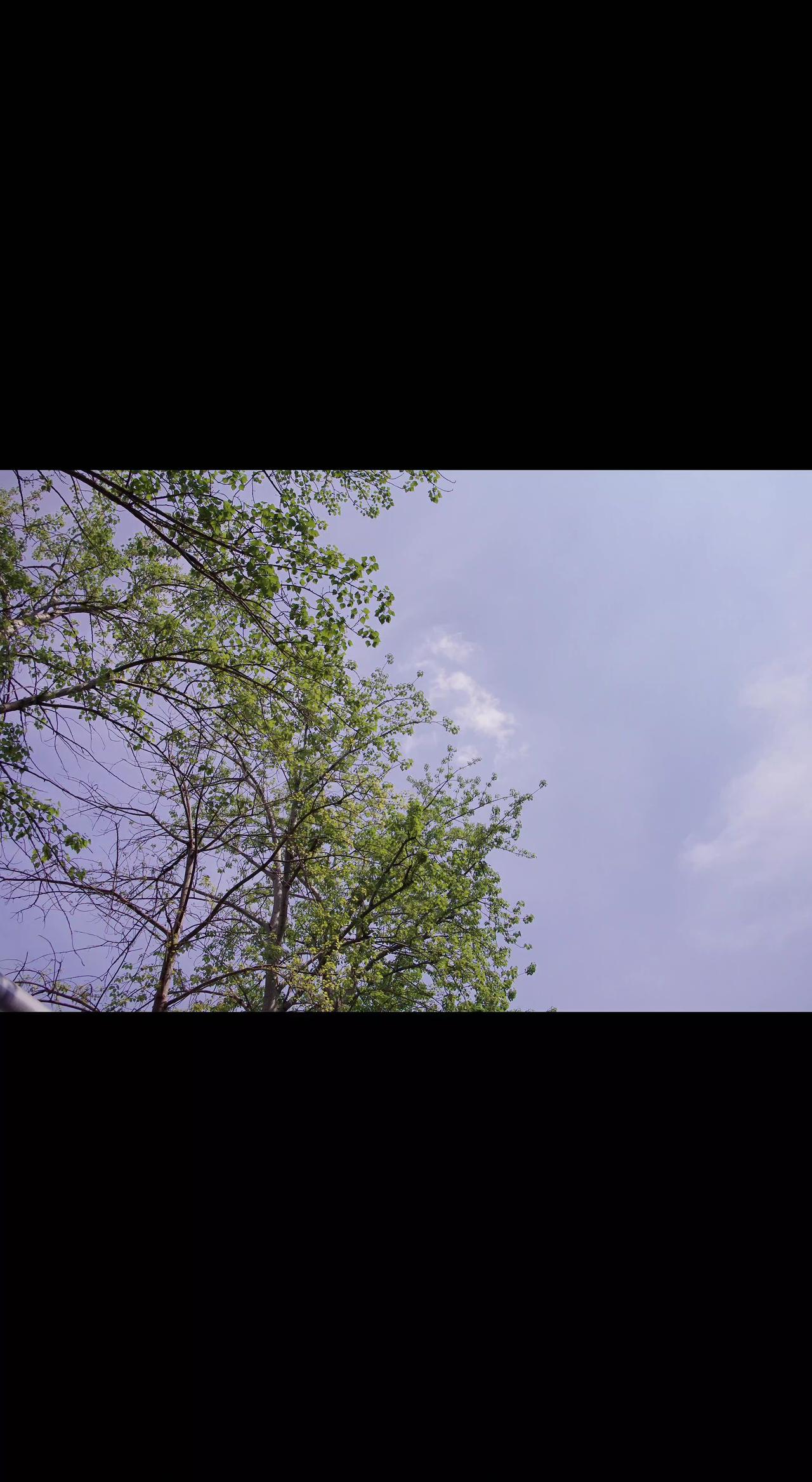🌿抬头撞见春天在枝头写诗✨ 新叶把阳光剪成碎金，风一吹就晃成流动的诗行🌬️