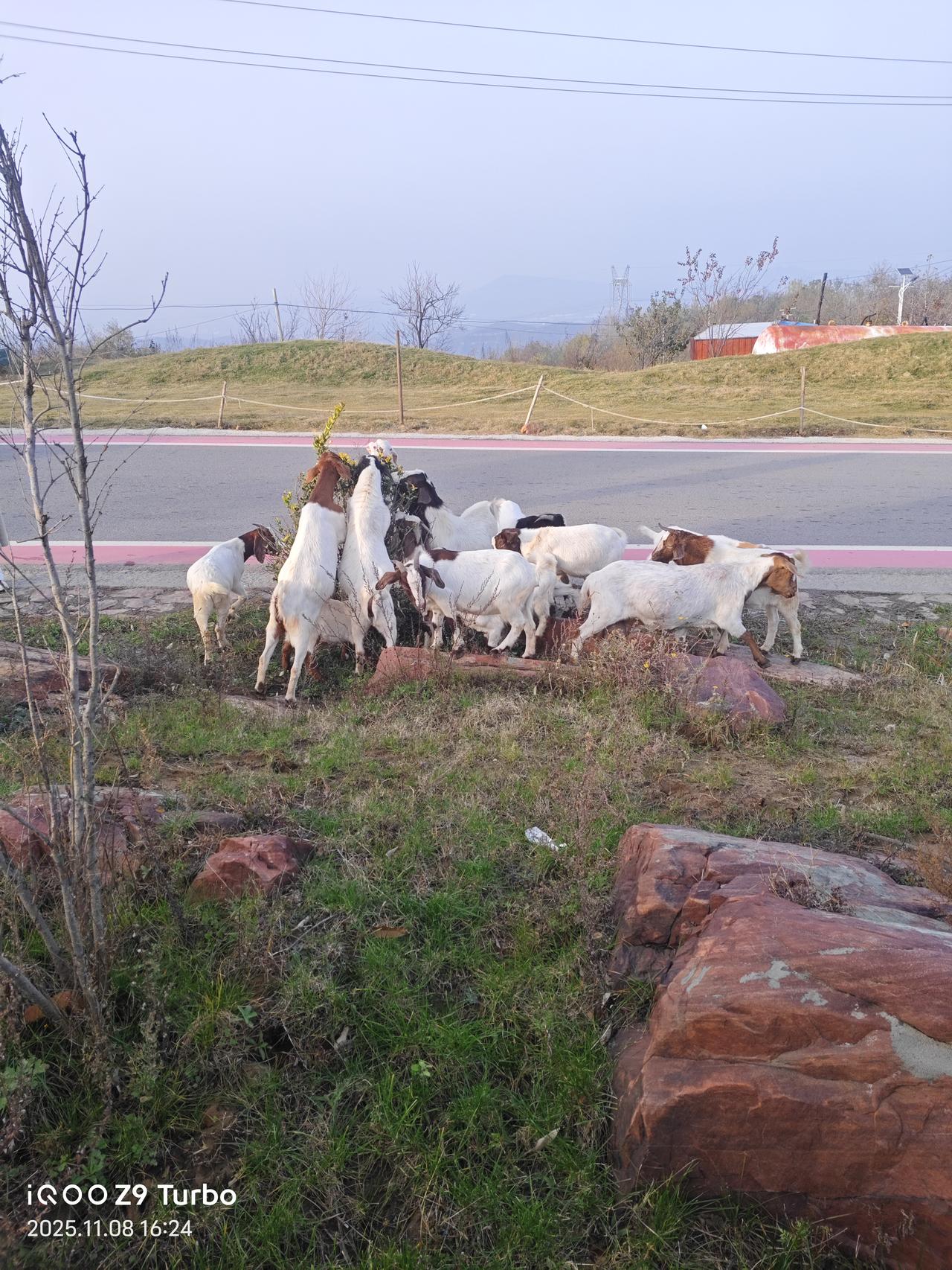 路边偶遇一群“干饭羊”，把小灌木围得里三层外三层，一个个扒着枝桠猛啃，那架势跟饿