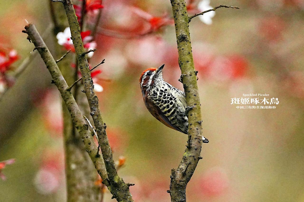 守护方寸绿意的精灵·斑姬啄木鸟
世界上最小的斑姬啄木鸟 
中国三有野生保护动物