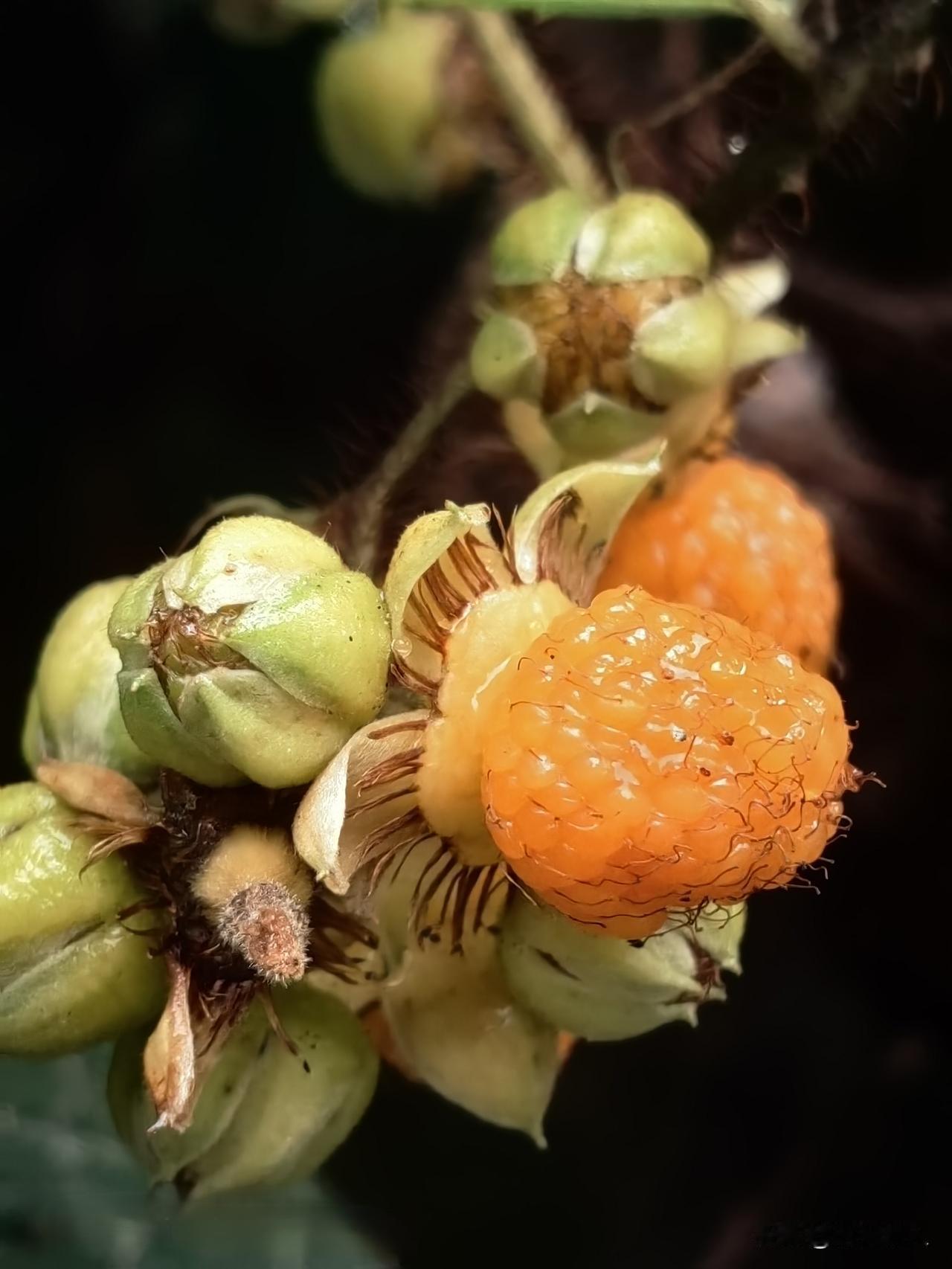 各位对联大佬看过来！
这上联是我对着今天刚拍的野果，琢磨了好久才凑出来的，
发出