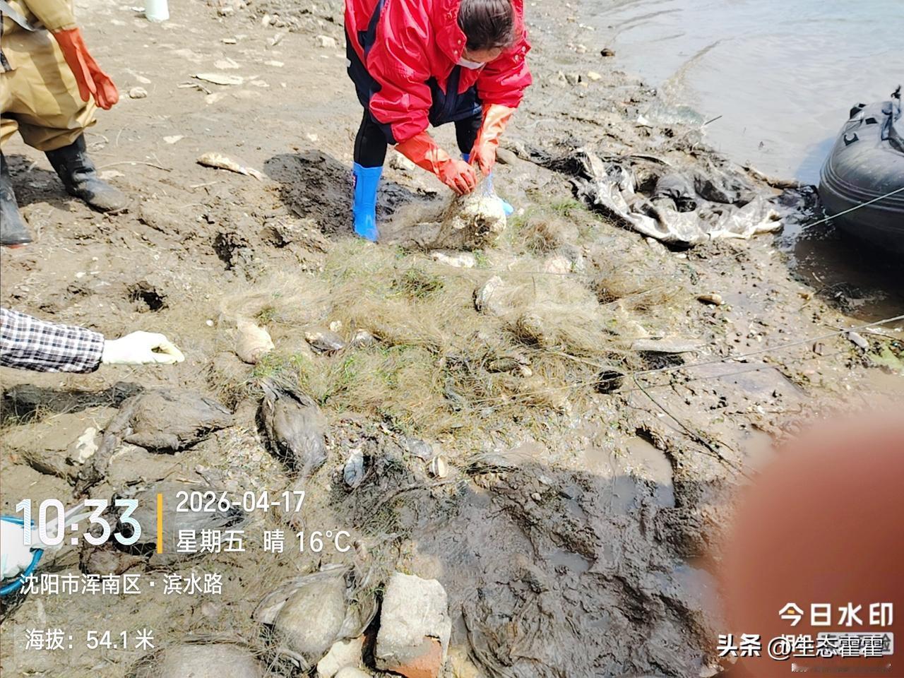 关注沈阳浑南非法捕鸟，就在浑南区水域，有人公然布设大量渔网，不光是捕鱼，更成了猎