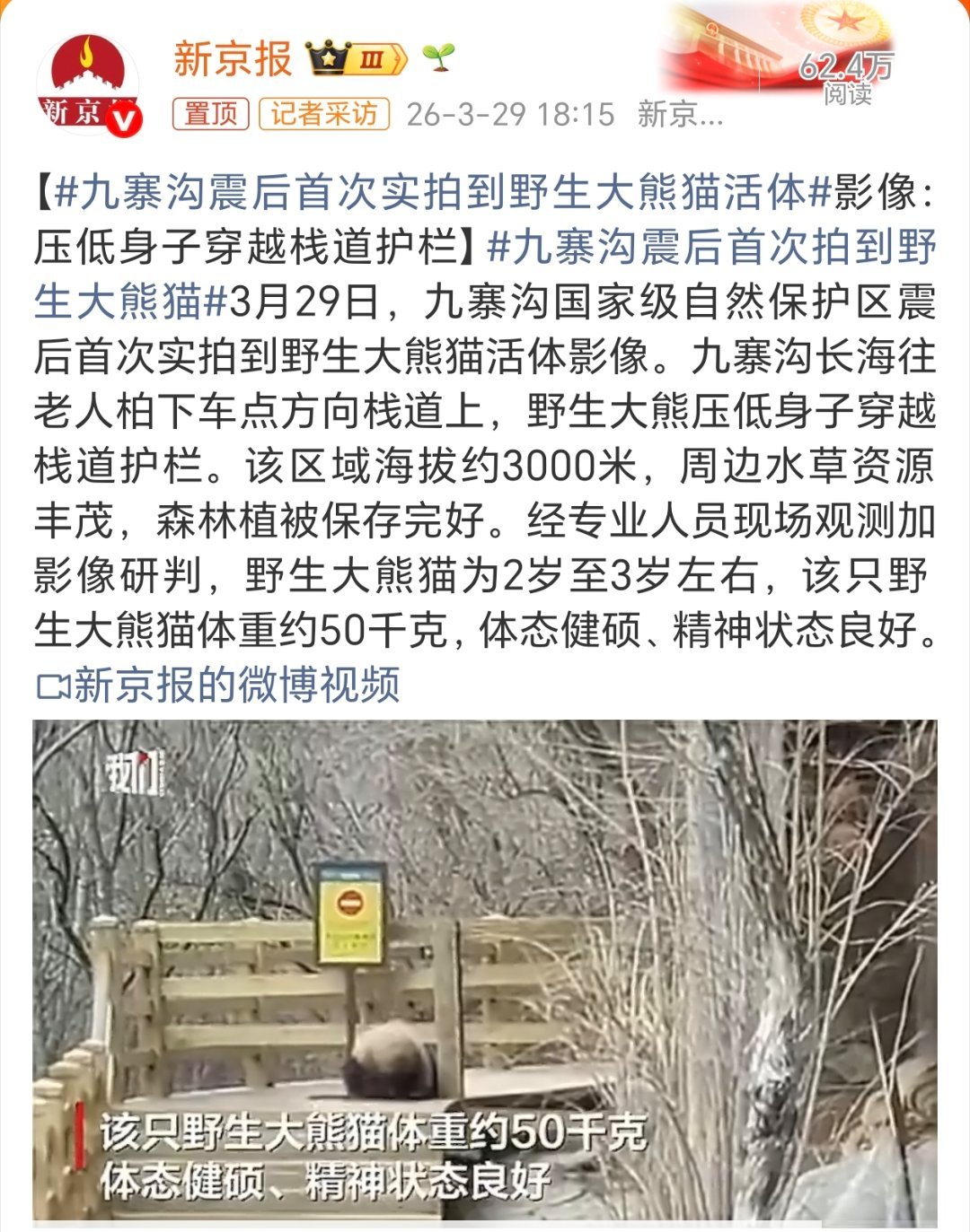 九寨沟震后首次实拍到野生大熊猫活体呀呀，九寨沟的大熊猫居然会“缩骨功”压低身子穿