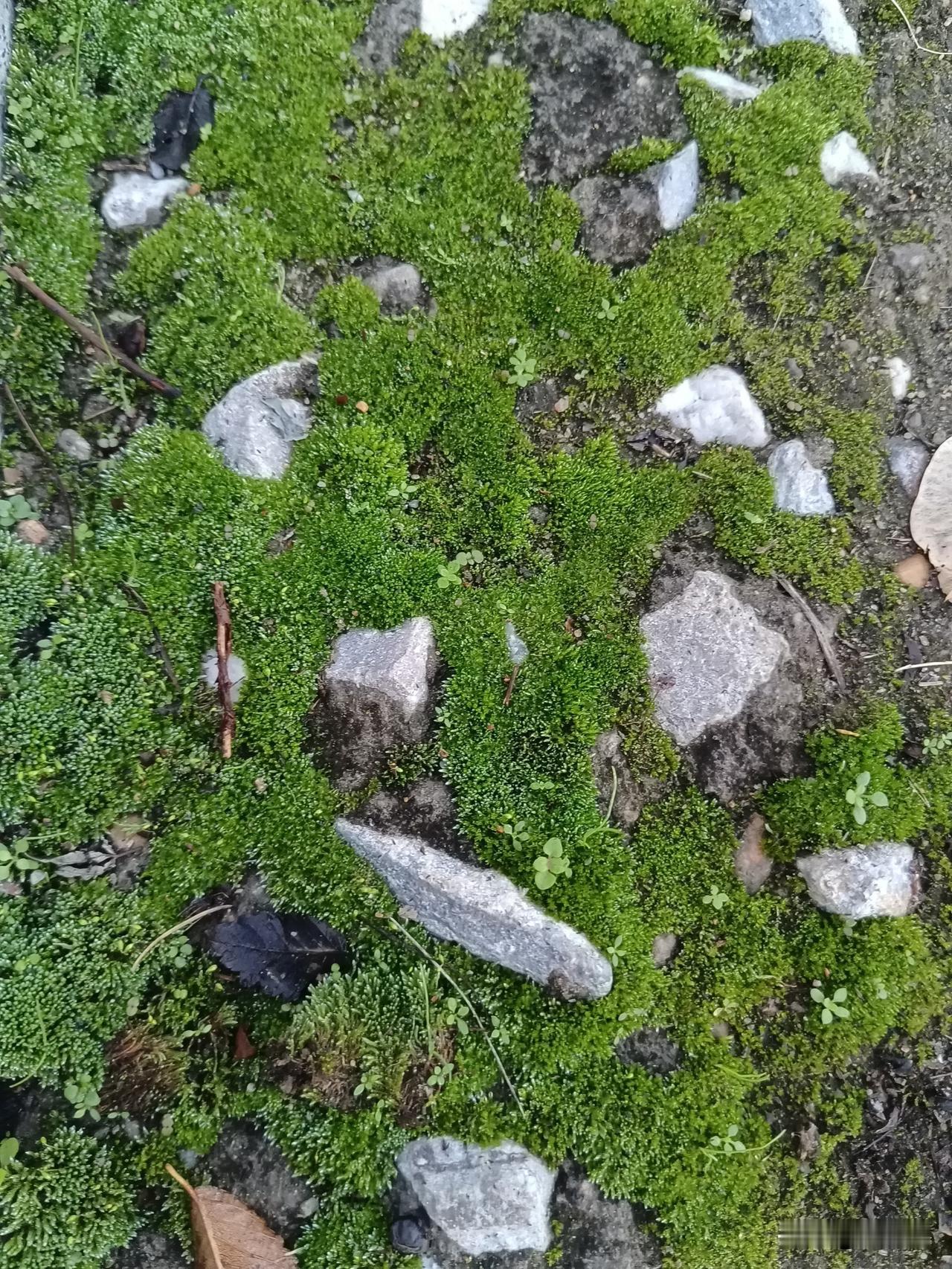 白河之湄    览物之情
（二十三）、很有意思的绿苔

绵绵秋雨，初霁，湿漉漉的