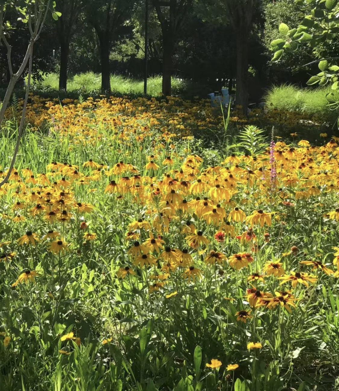 把你随手拍的花分享岀来天津市滨海新区中新生态城街心公园随手拍。