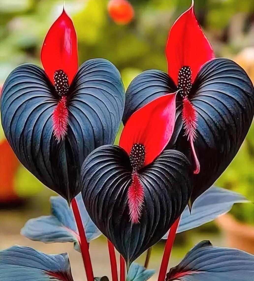 我发现个玩意儿，长得也太离谱了！
家人们谁懂啊！昨天瞅见个怪东西，叶子不是绿的就