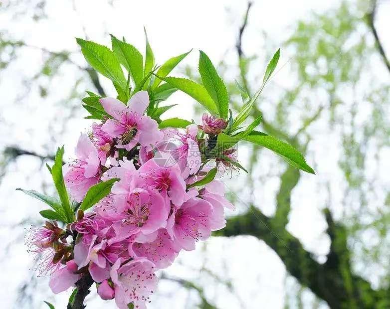 蝶恋花·春韵
                                 