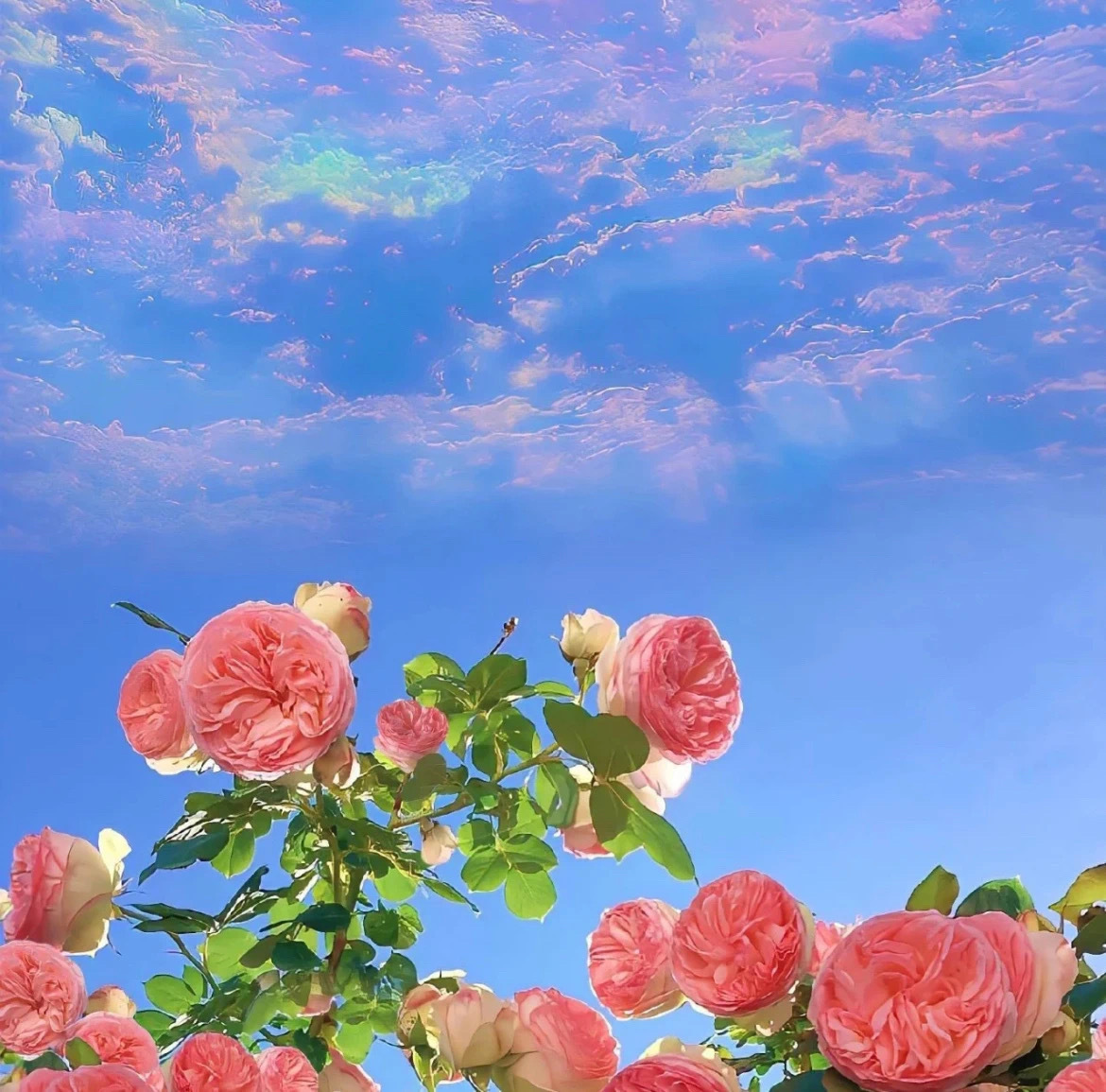 🌸🌹²⁰²³/ ₁₀.₁₁☁𝕟𝕚𝕔𝕖ꗯ̤̮心怀诗意浪漫，也悦纳琐碎日