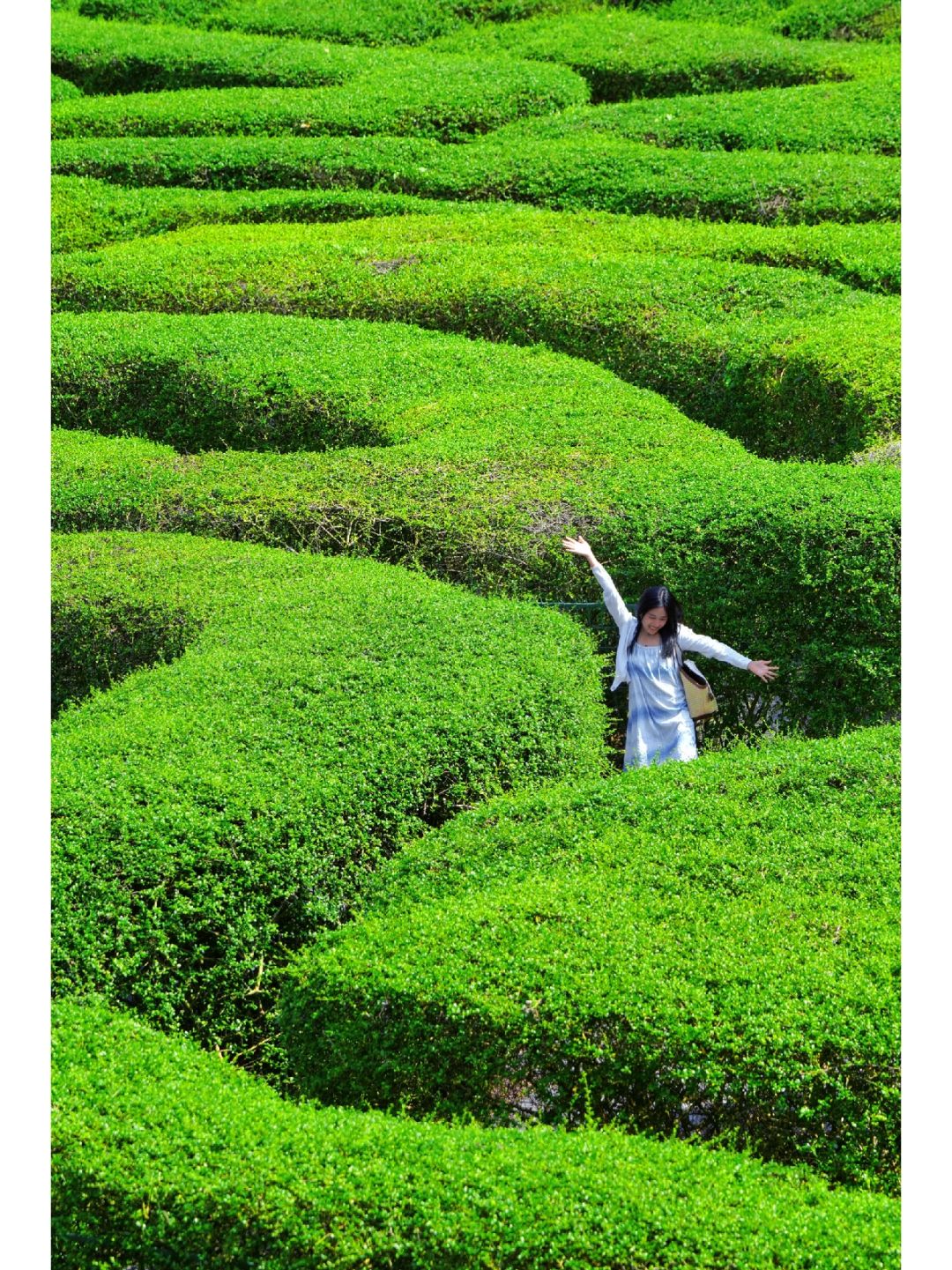 4000㎡的植物迷宫！东莞你的嘴巴也太严了！