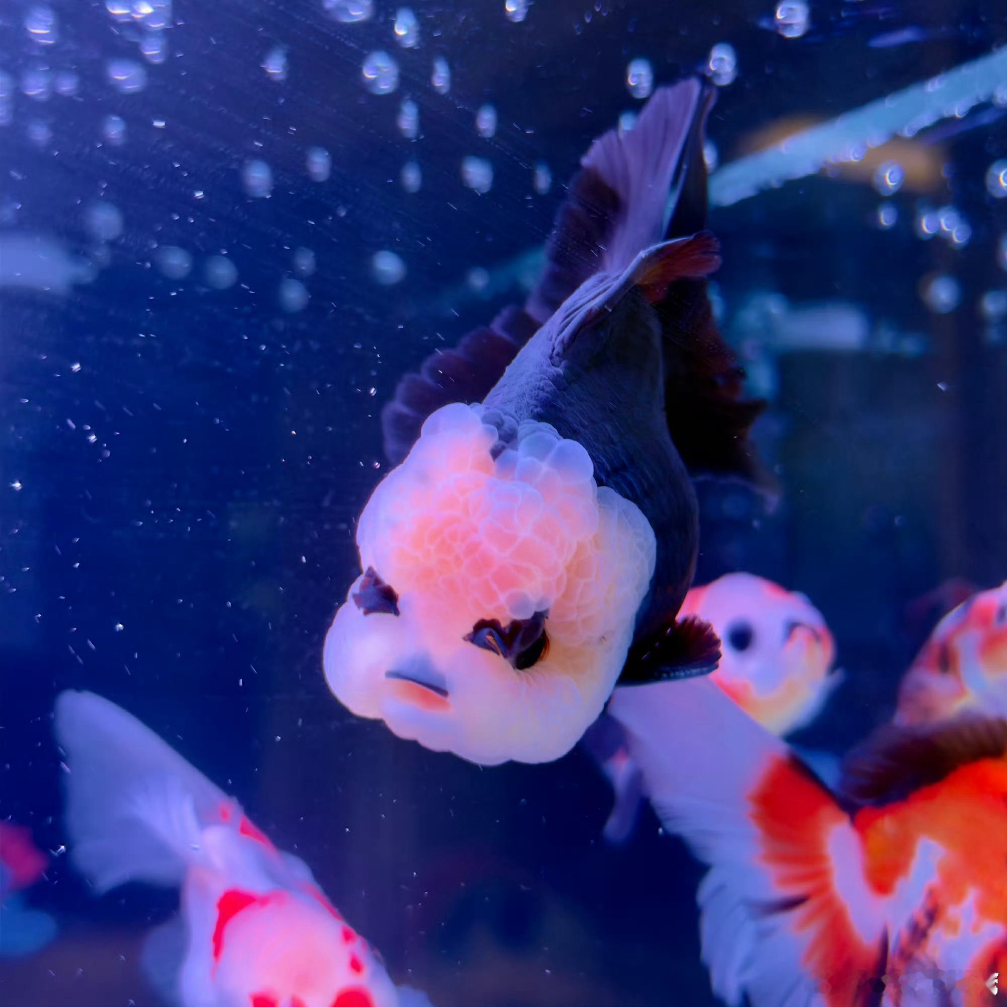 辛芷蕾晒家庭新成员辛芷蕾新增一个家庭成员 辛芷蕾发了家庭新成员 这条小鱼好漂亮啊