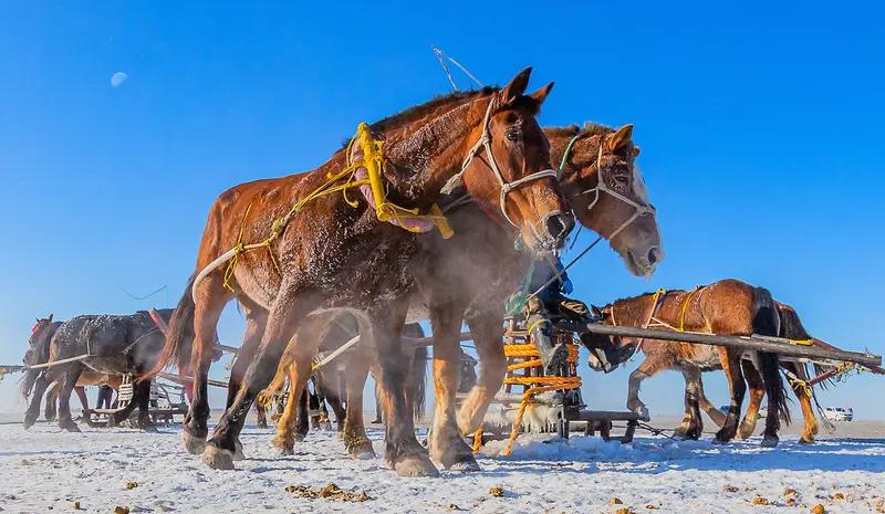 家人们谁懂啊，有游客坐马拉爬犁，说感觉像“流放宁古塔”。想象一下，在冰天雪地中，
