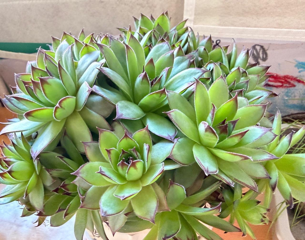 粉嘟嘟的吹雪之松锦、层层叠叠的钱串、自带墨边的观音莲，还有努力冒芽的巴西木和软f