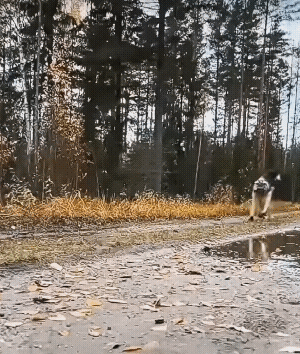 哎，注意安全呀！虽然弹跳力很好，但重量都压在手臂上，很容易出事的！[祈祷]