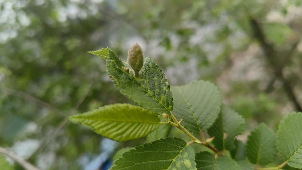 春日生活打卡季春来万物生，头一次看见这种树，叶子上长果果？还是开的花？望万能的条