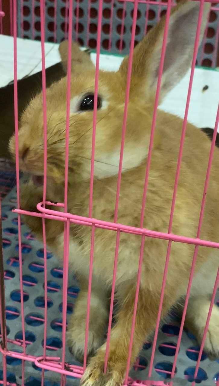 13821🐇【兔】长得丑 