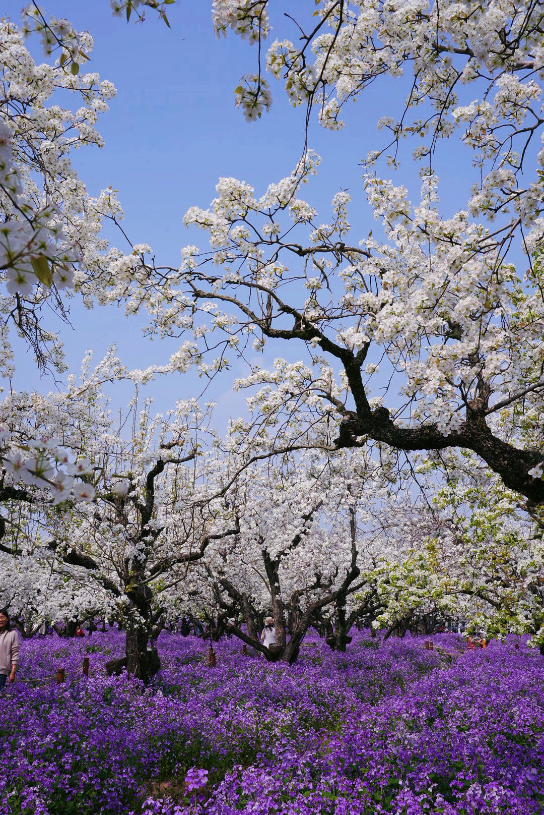 南京周边1h的仙女花海，不來真的会哭！！