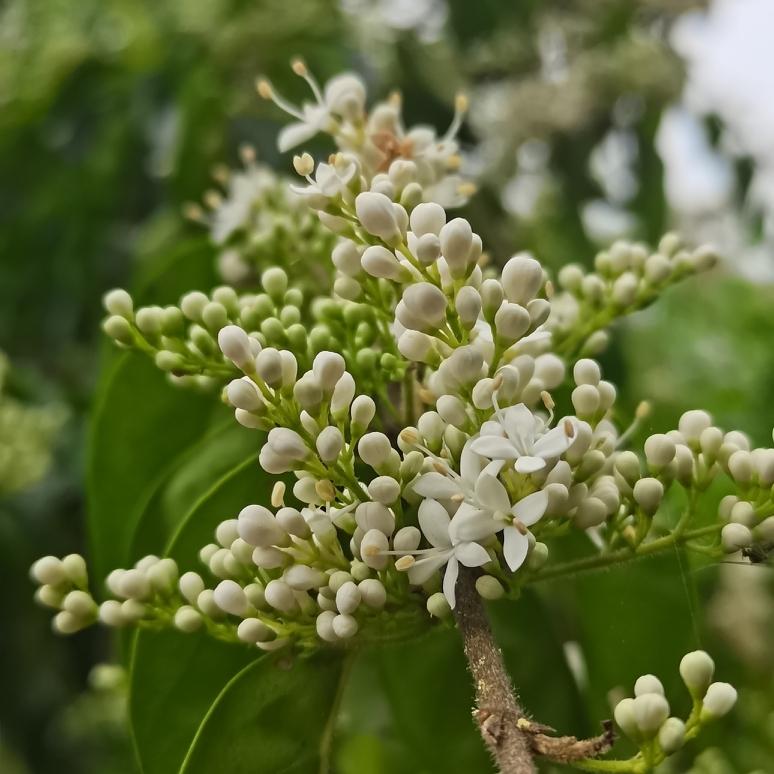 没有雍容华贵的花枝，却有热情奔放的精神。