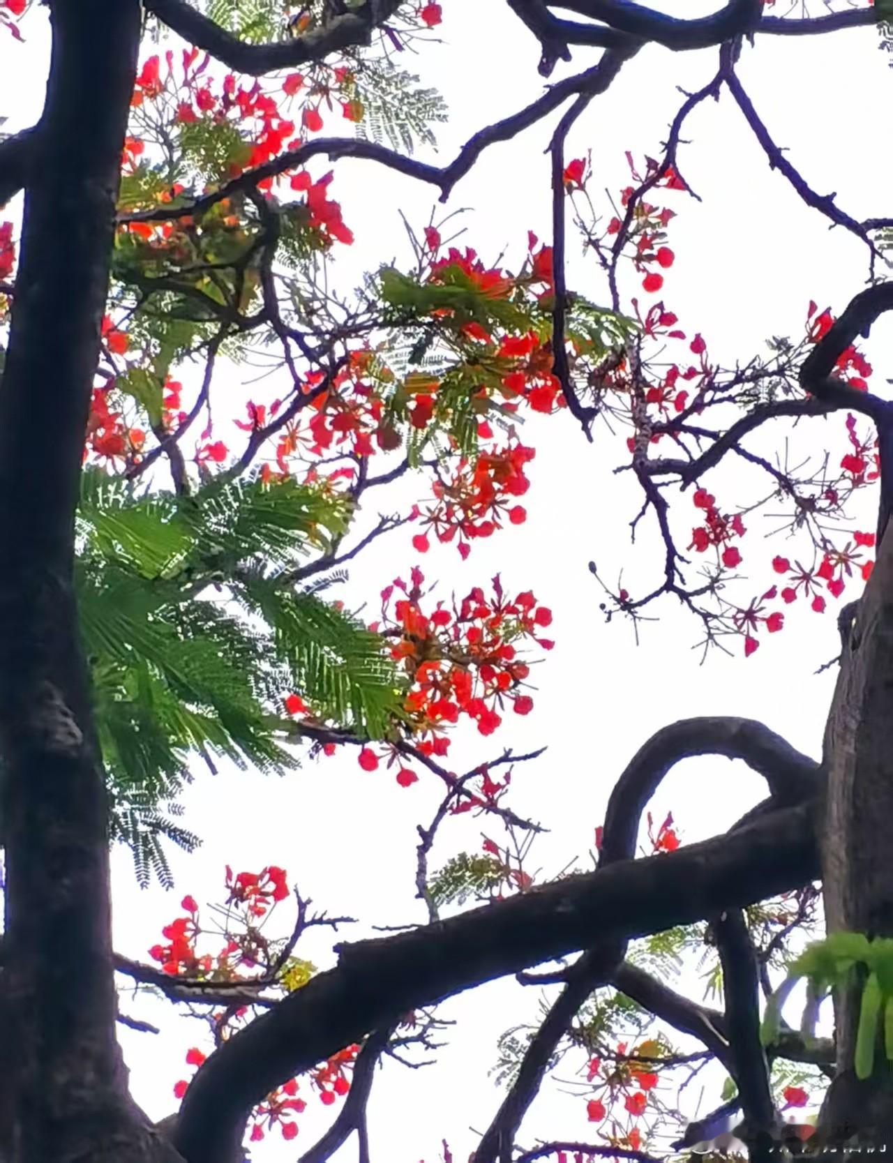 东湖花开了