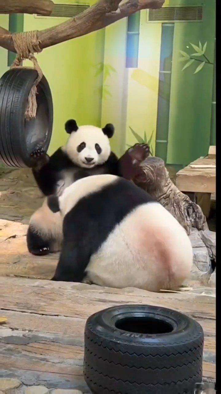 妹猪不愧是长隆三恶之一！小家伙咬牙切齿生扑萌萌 