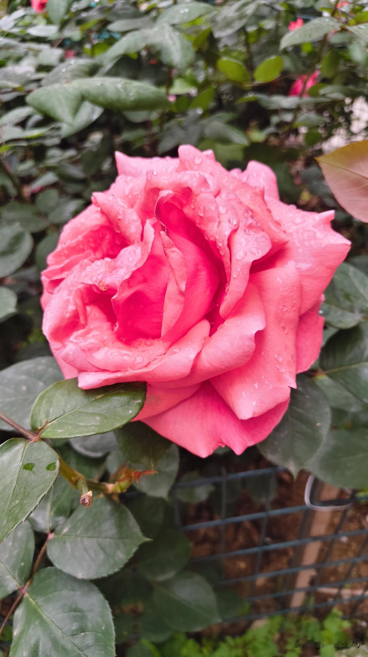 走路只要看到花，就想把它拍下了，有人说喜欢拍花的人说明已经老了，可我不这么认为，