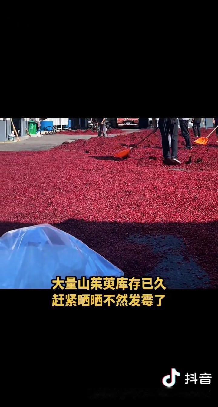 山茱萸行情见底了吗？

截至今天（2026年8月8日），山茱萸市场正经历一场前所
