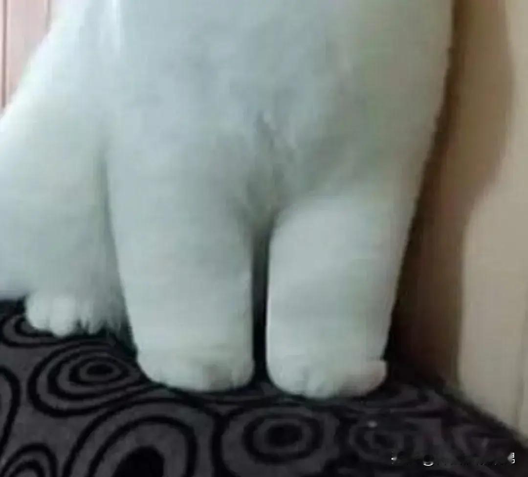 😿不要喊我“大象腿”🐘，人家一点都不胖！​​​