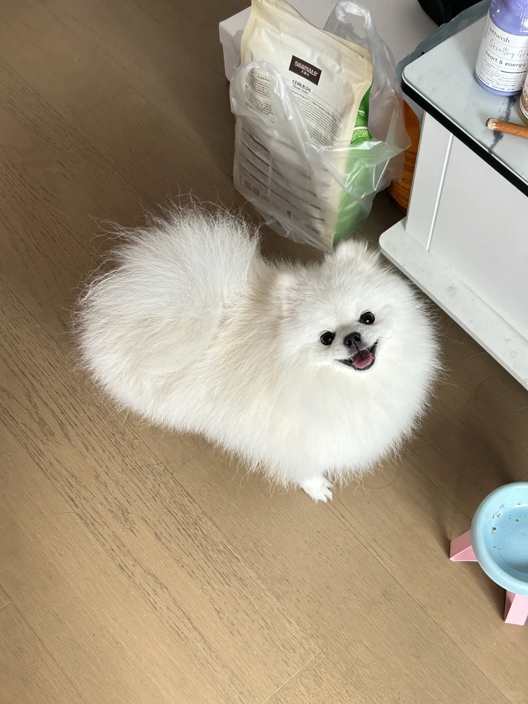 还有什么比博美还乖的