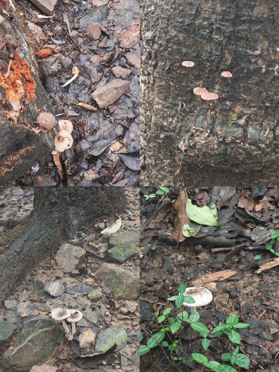 雨后紫金山寻菇