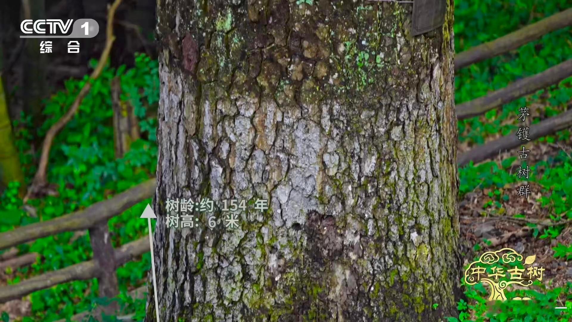 谁被这棵古树美到了？浙江宁波茅镬村的1000岁金钱松，百万年历史沉淀下，11月中