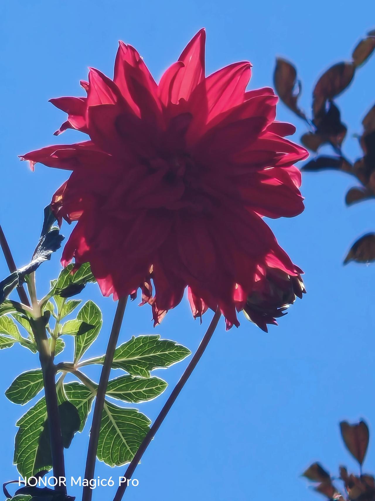 红艳花开照蓝天，花影摇曳映清波。北京顺义区英各庄地瓜花（大丽花）