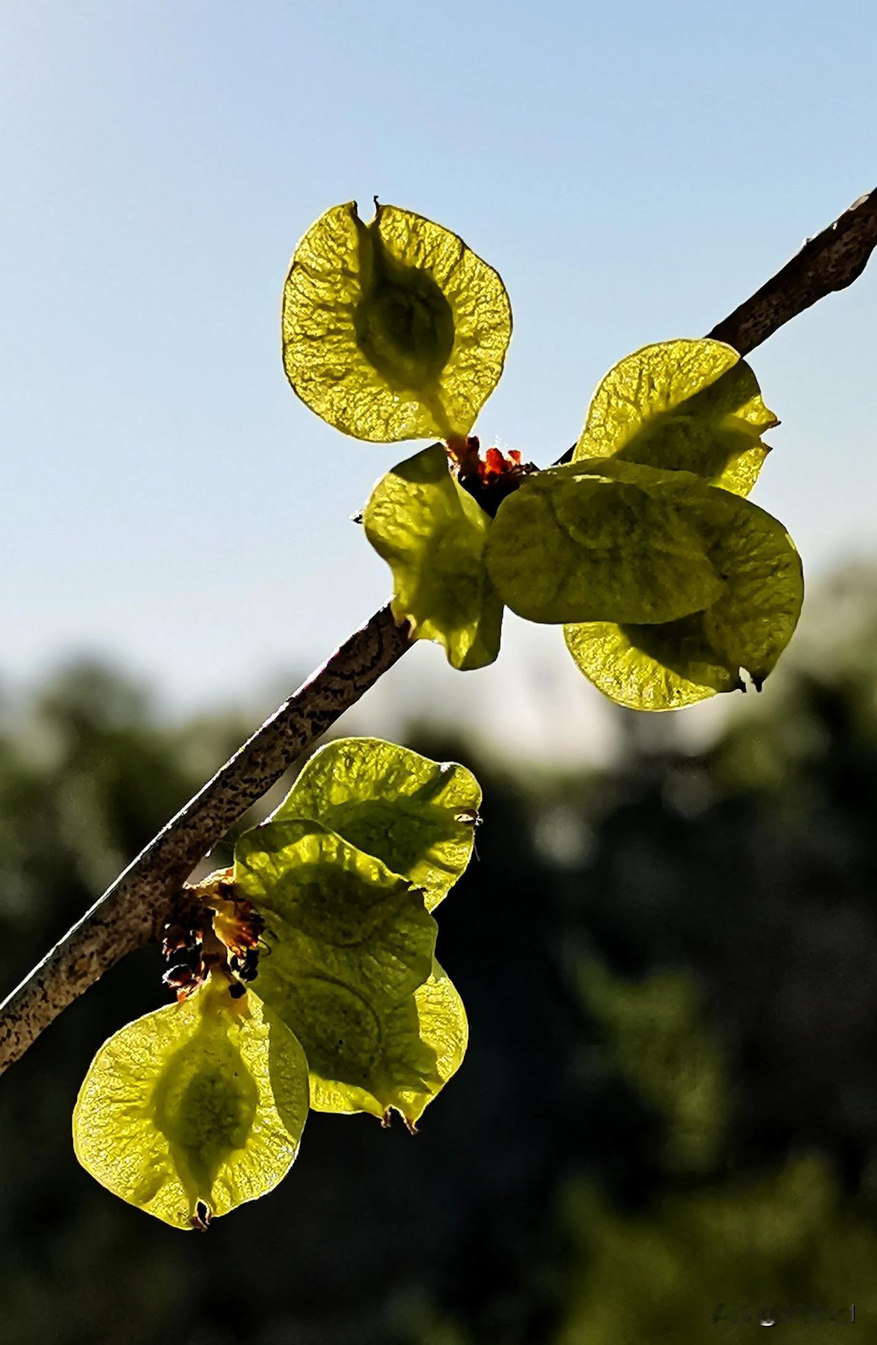 榆钱儿（原创）
榆钱树花 榆钱蒸疙瘩 榆钱饼 垂枝榆钱树 榆钱窝头 榆钱馒头 榆