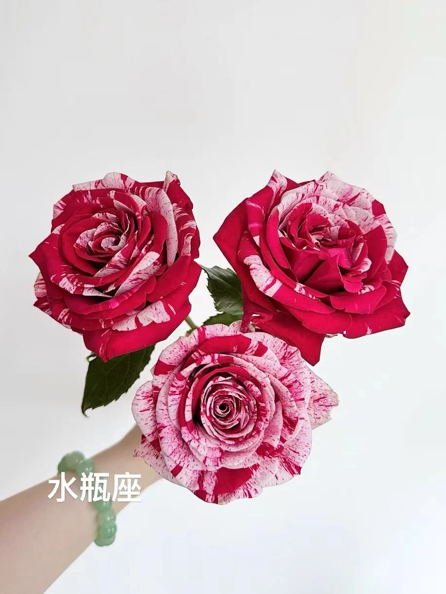 “水瓶座”专属